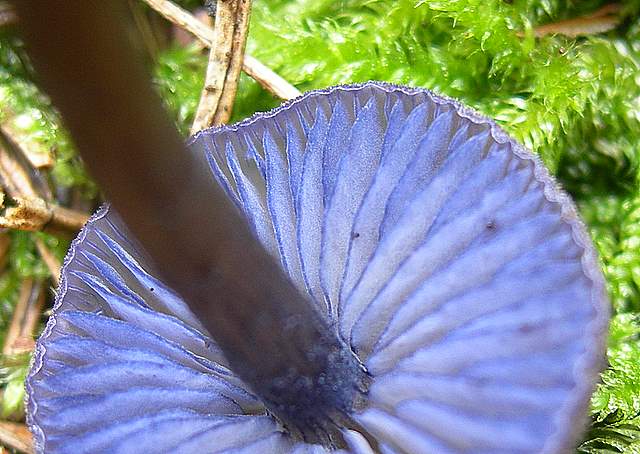 I  Funghi della collina pianeggiante